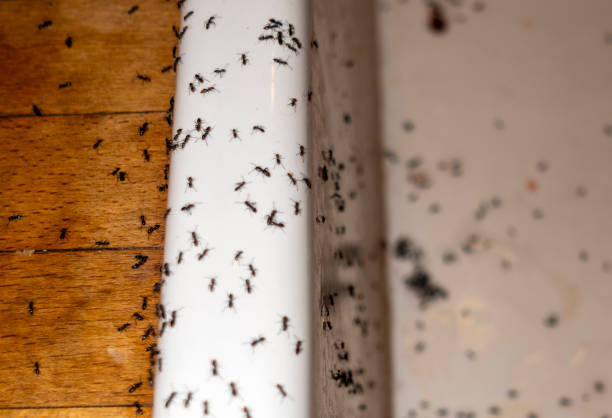 Best Exterminator Services  in Houghton, NY