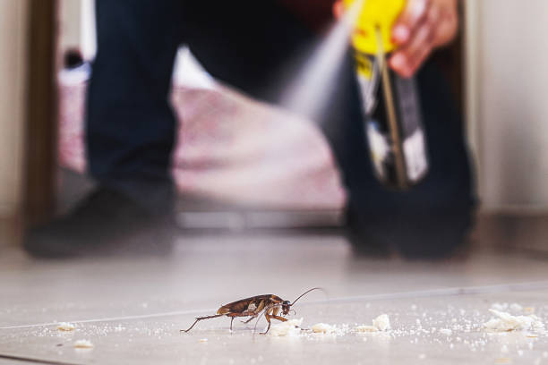 Best Local Pest Control Services  in Houghton, NY
