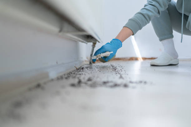 Reliable Houghton, NY Pest Control Solutions